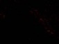 PIST Antibody